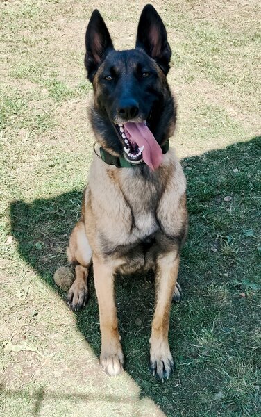 Vand Pui de Ciobanesc Belgian Malinois