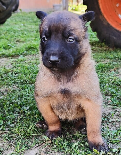 Vand Pui de Ciobanesc Belgian Malinois