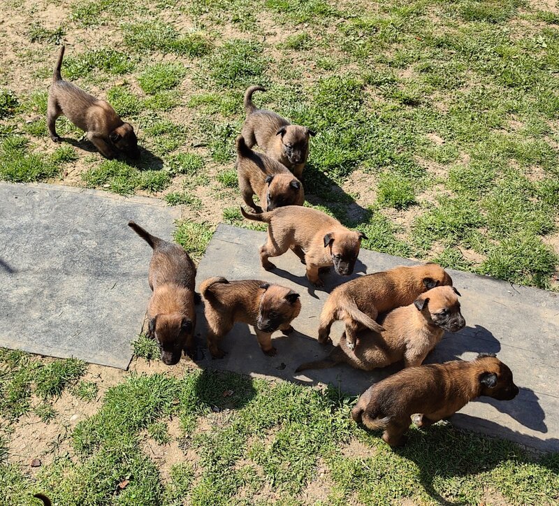 Vand Pui de Ciobanesc Belgian Malinois