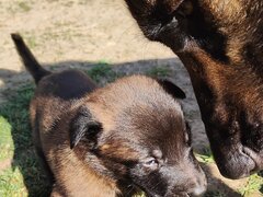 Vand Pui de Ciobanesc Belgian Malinois