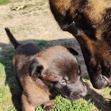 Vand Pui de Ciobanesc Belgian Malinois