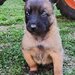 Vand Pui de Ciobanesc Belgian Malinois